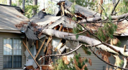 The Importance of Professional Tree Services for Homeowners in East Tennessee