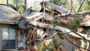 The Importance of Professional Tree Services for Homeowners in East Tennessee