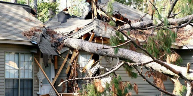 The Importance of Professional Tree Services for Homeowners in East Tennessee