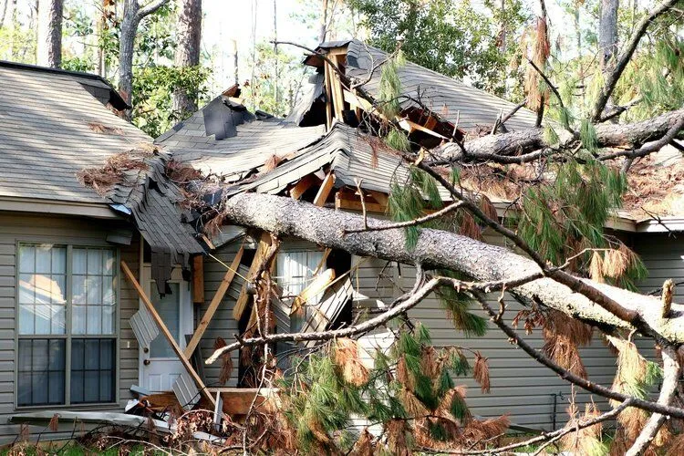 The Importance of Professional Tree Services for Homeowners in East Tennessee